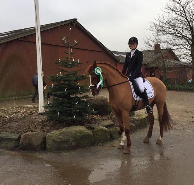 Tysk Sportspony ERF Montana (S-pony) - 69% og en 3. plads til vores første stævne! billede 3