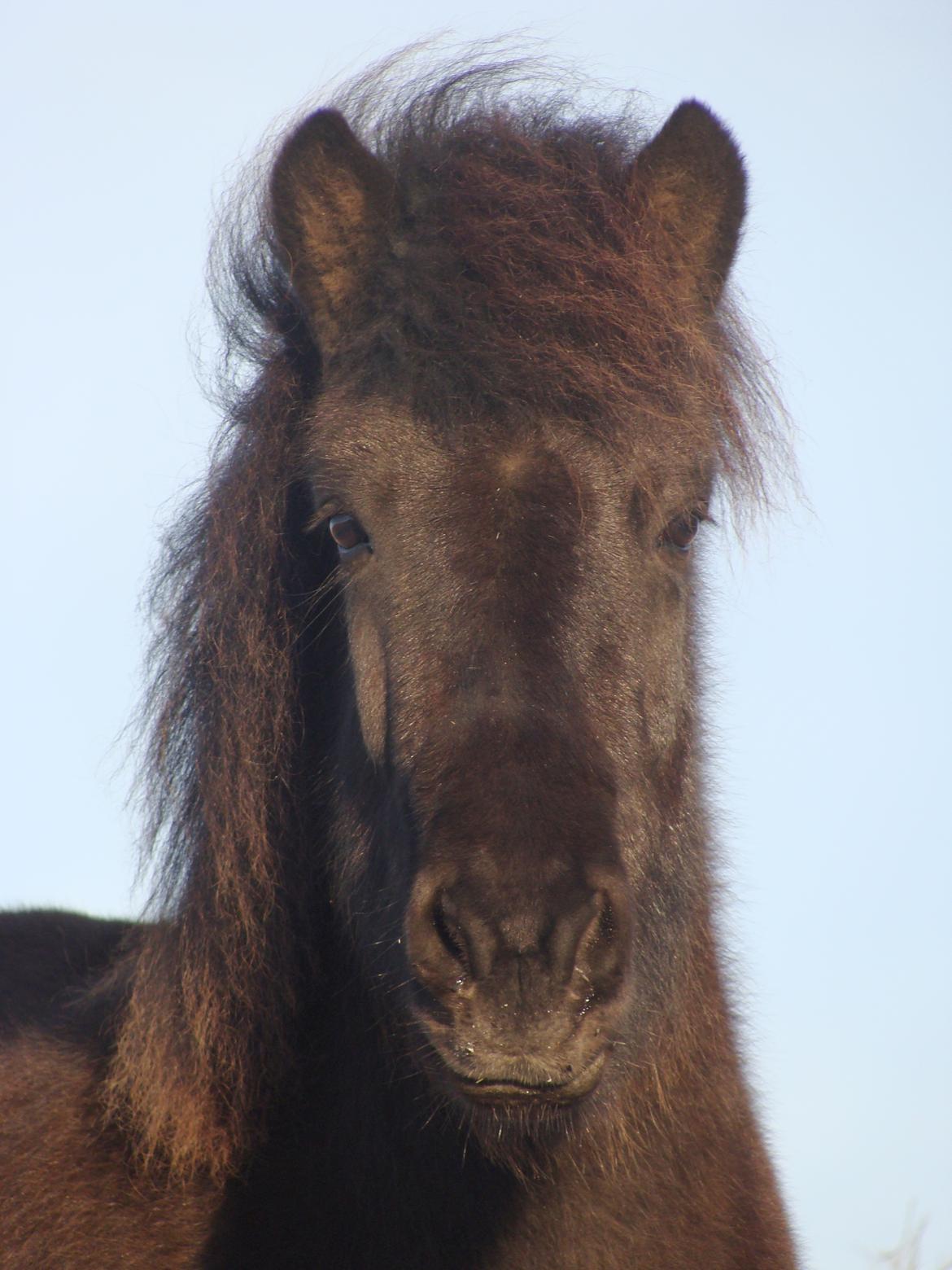 Islænder Dimma fra Trekanten billede 1