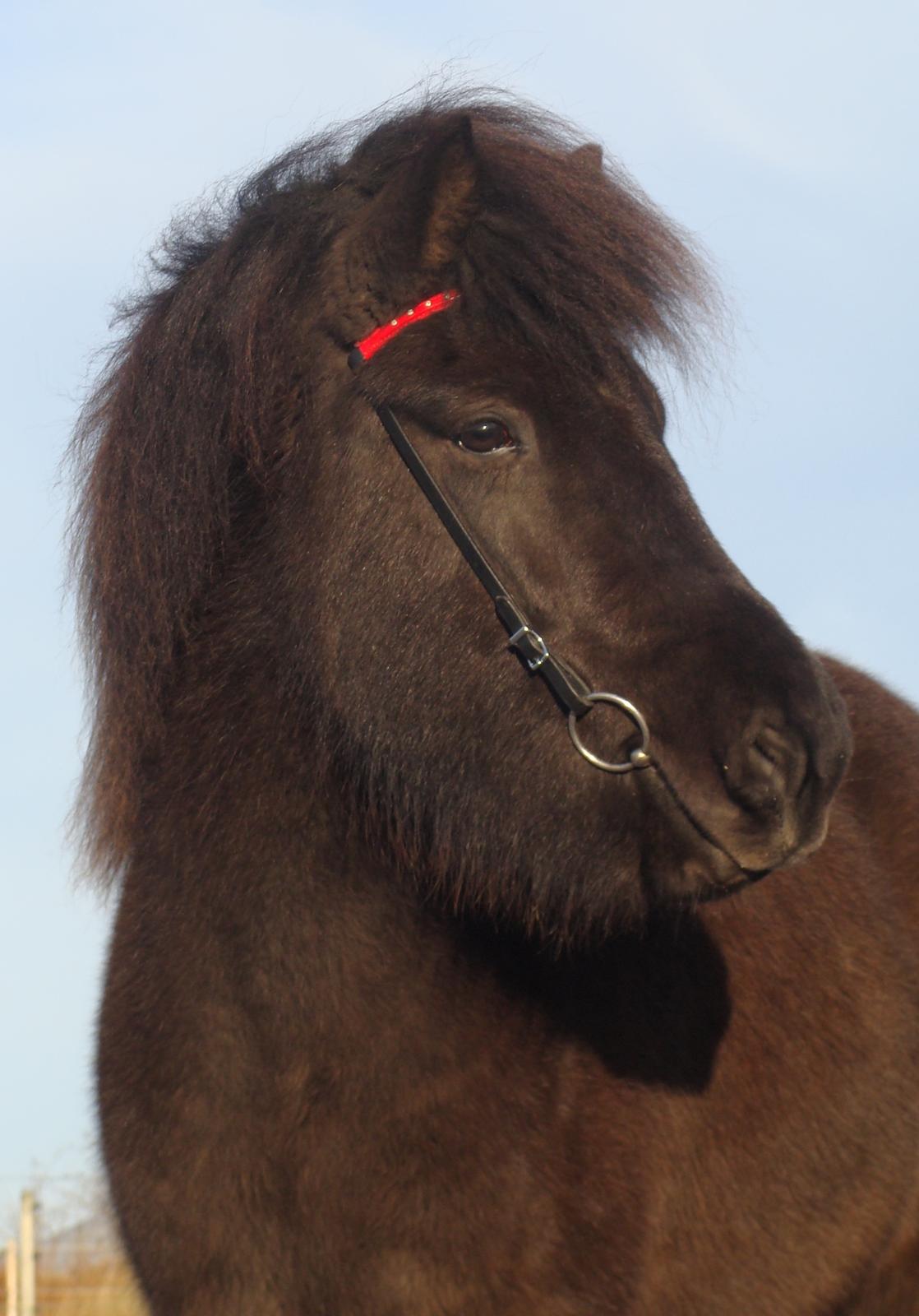 Islænder Dimma fra Trekanten billede 31