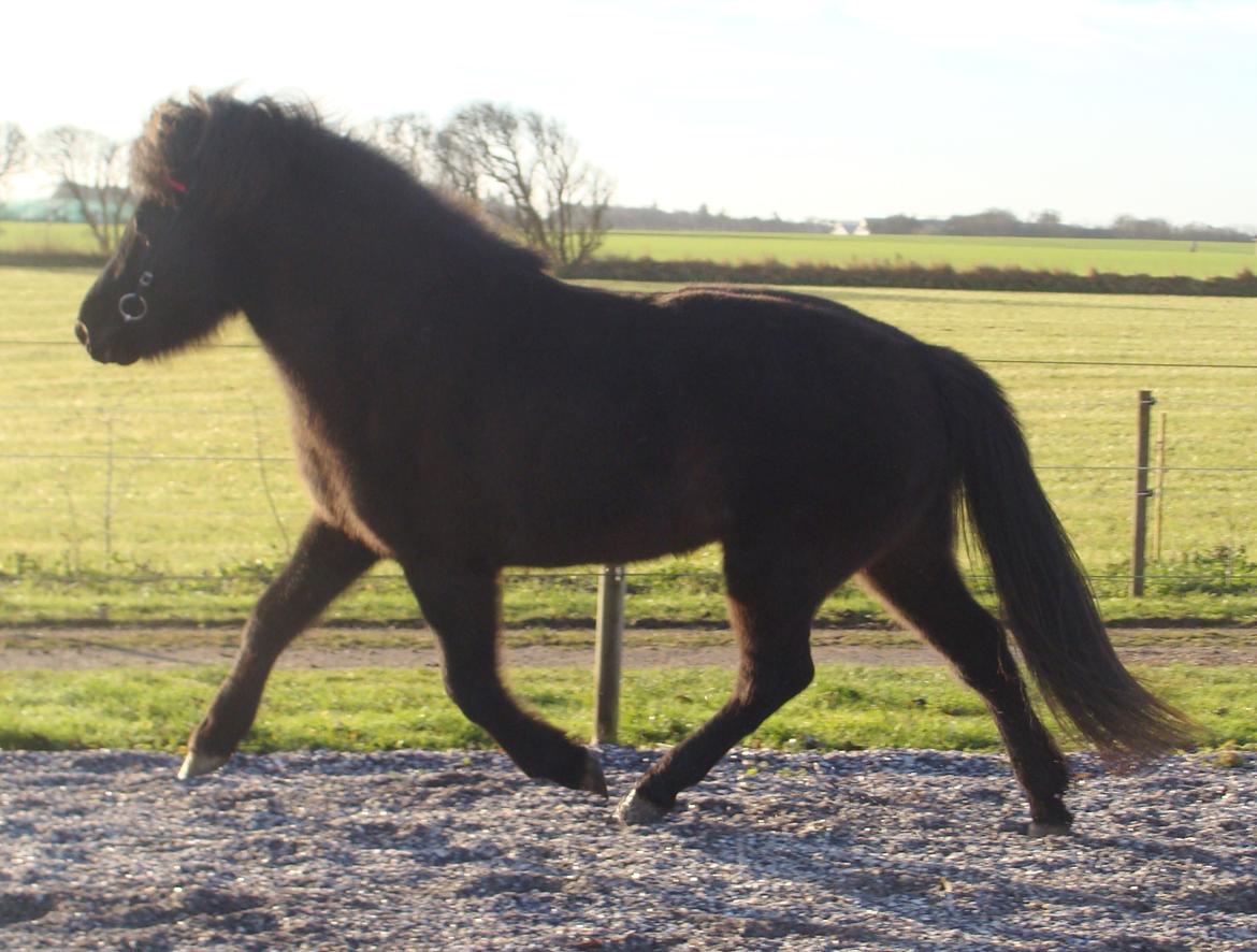 Islænder Dimma fra Trekanten billede 33