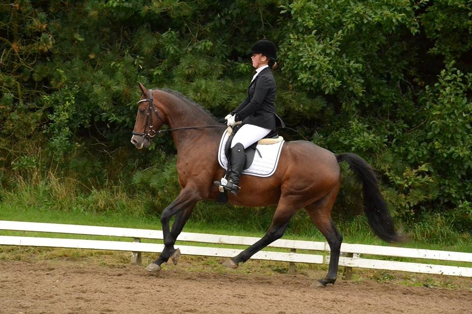 Dansk Varmblod Don Spirit billede 1