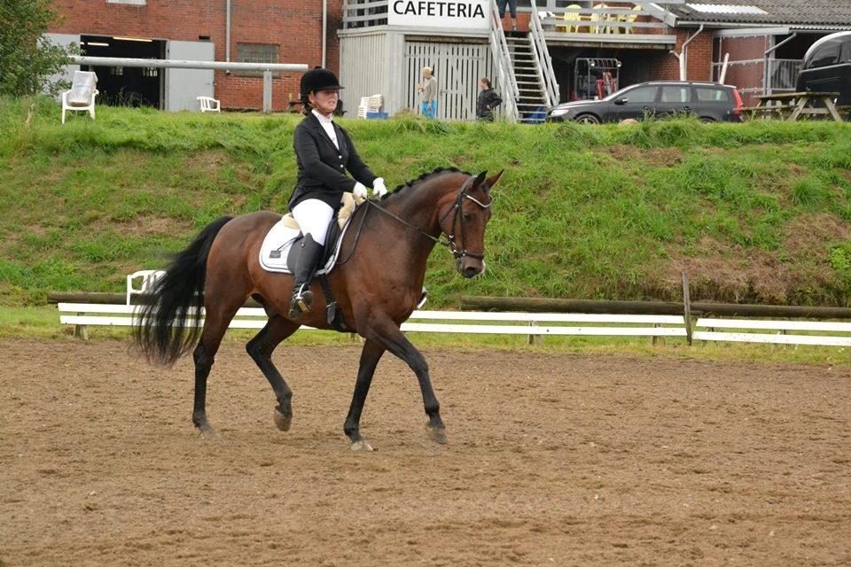 Dansk Varmblod Don Spirit billede 2