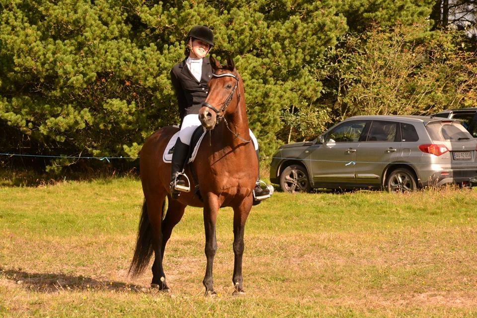 Dansk Varmblod Don Spirit billede 15