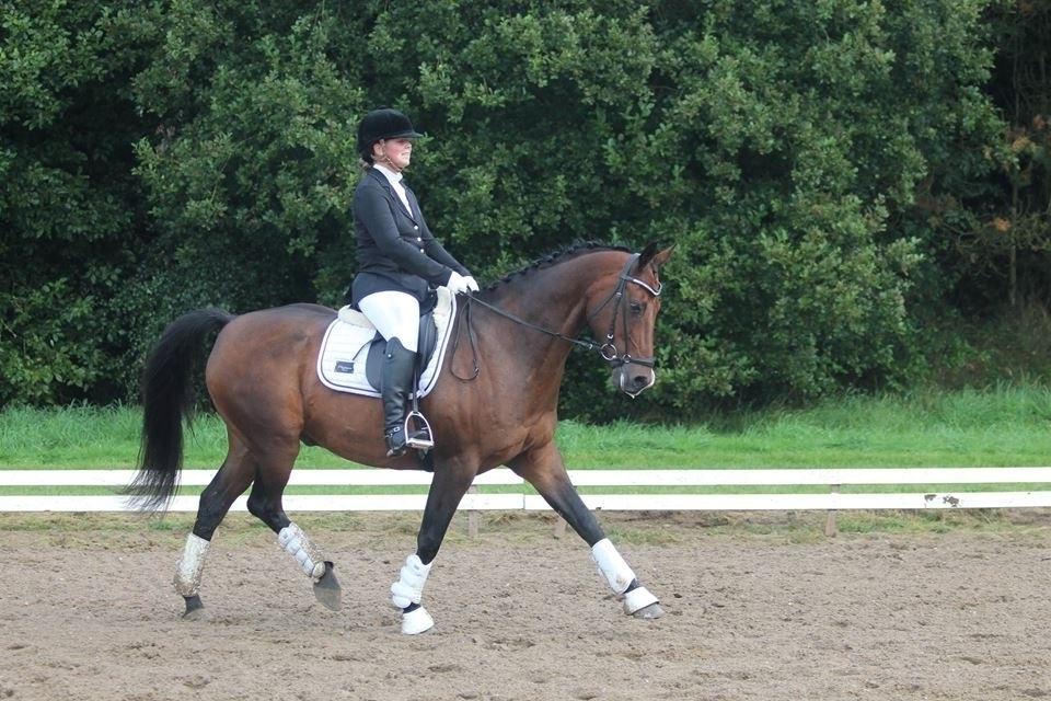 Dansk Varmblod Don Spirit billede 3