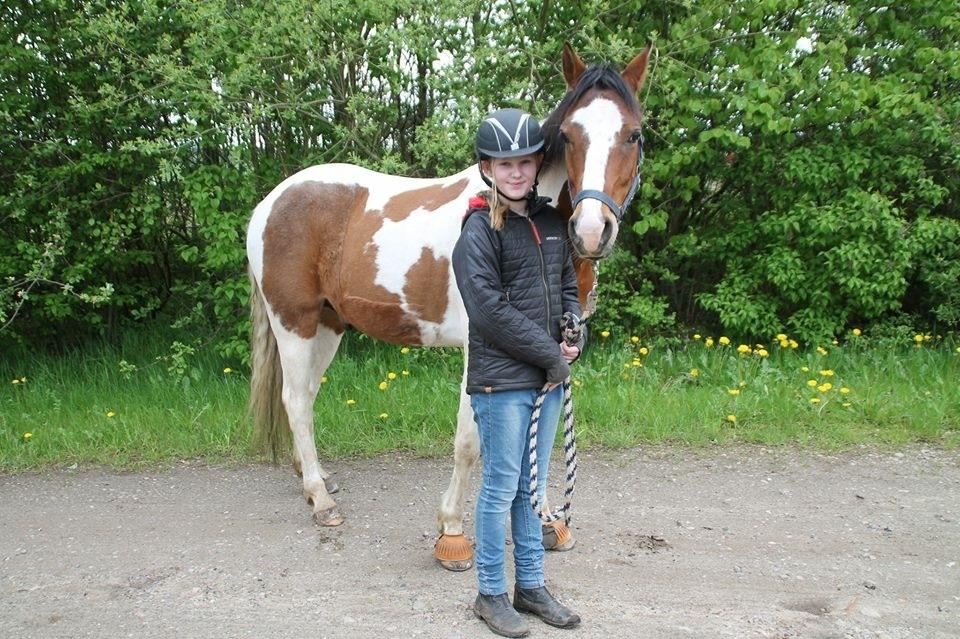 Anden særlig race Johnny Just For fun La cour (jolly) billede 9