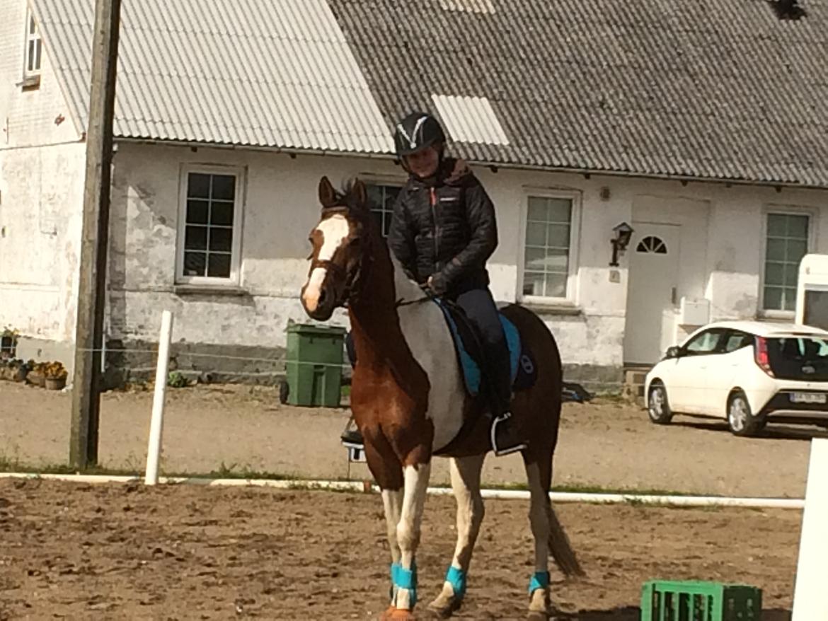 Anden særlig race Johnny Just For fun La cour (jolly) billede 13