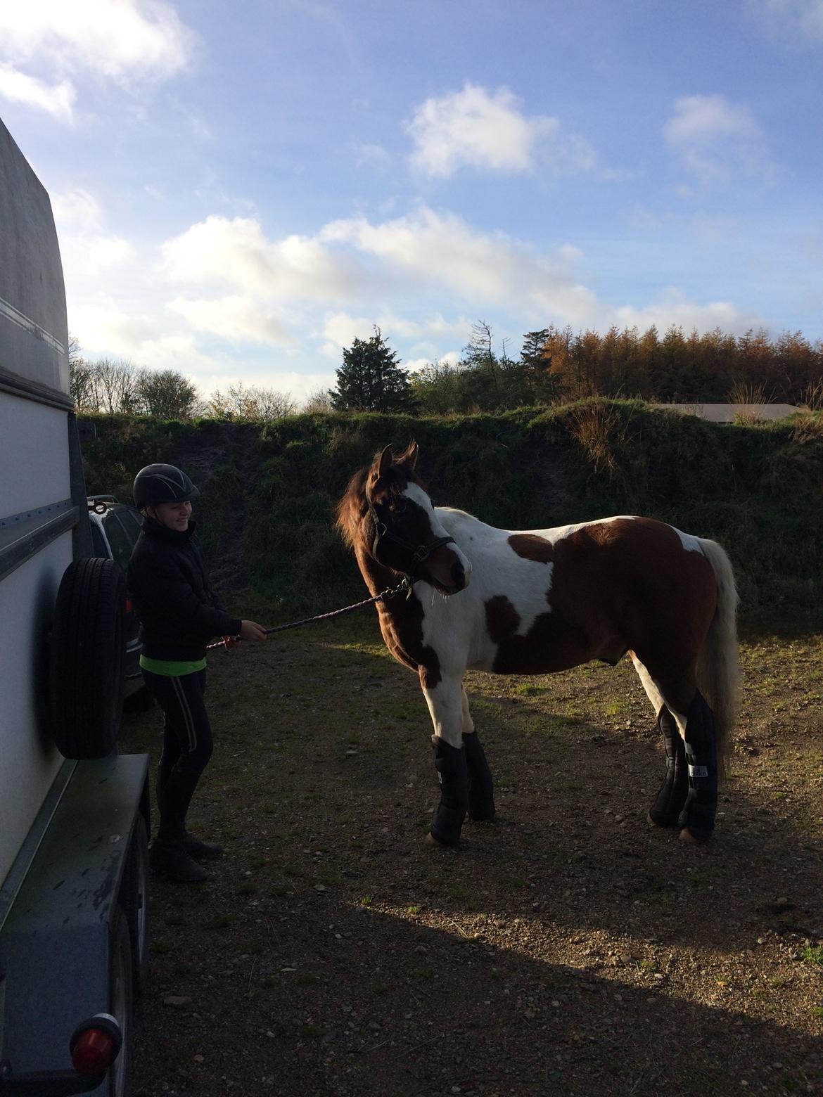 Anden særlig race Johnny Just For fun La cour (jolly) - ved Billund blantage  billede 16