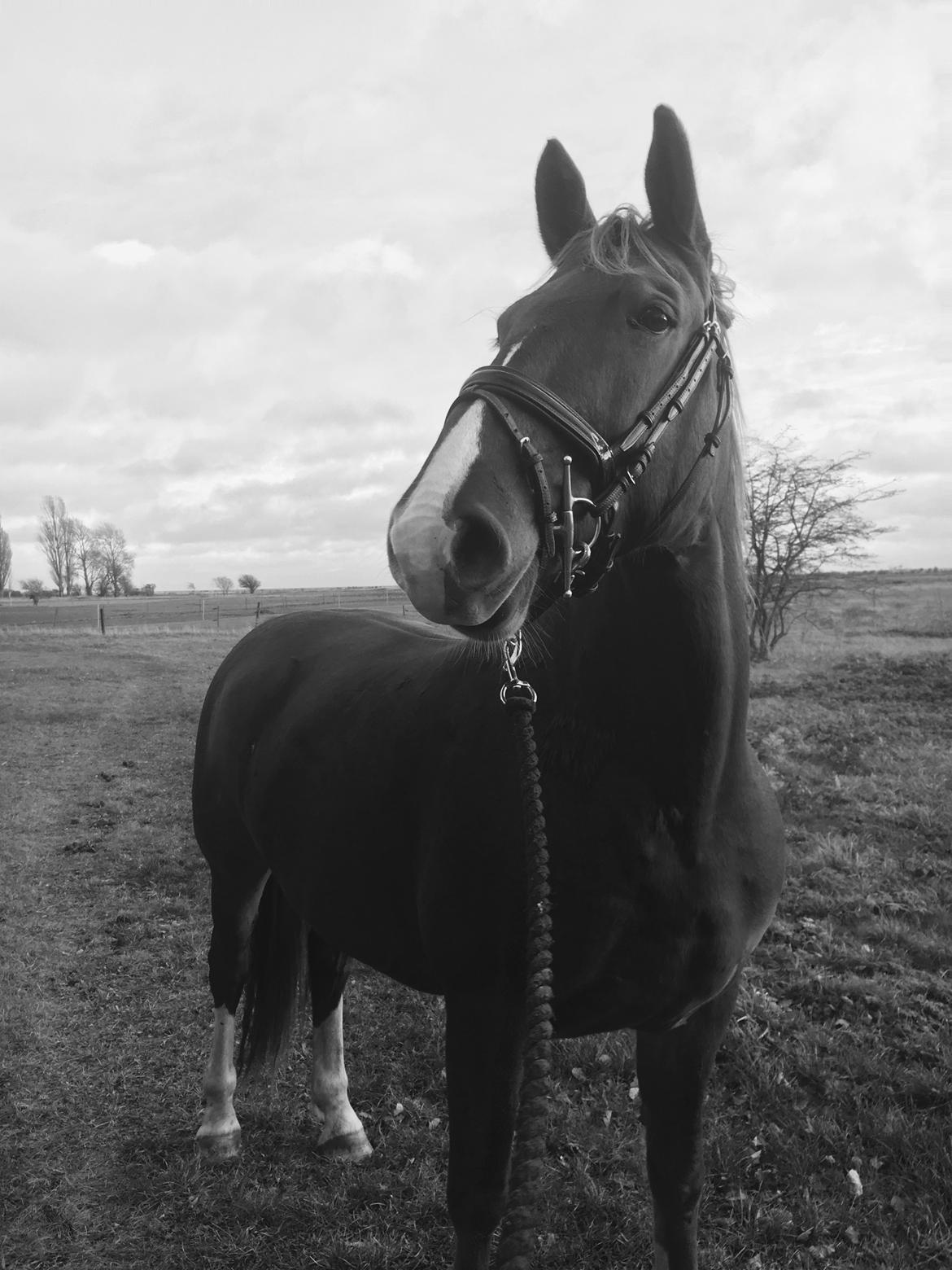 Frederiksborg Aslan - En rigtig ridehest han er ved at blive billede 2