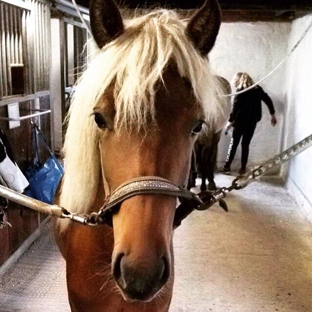 Islænder Flika billede 19