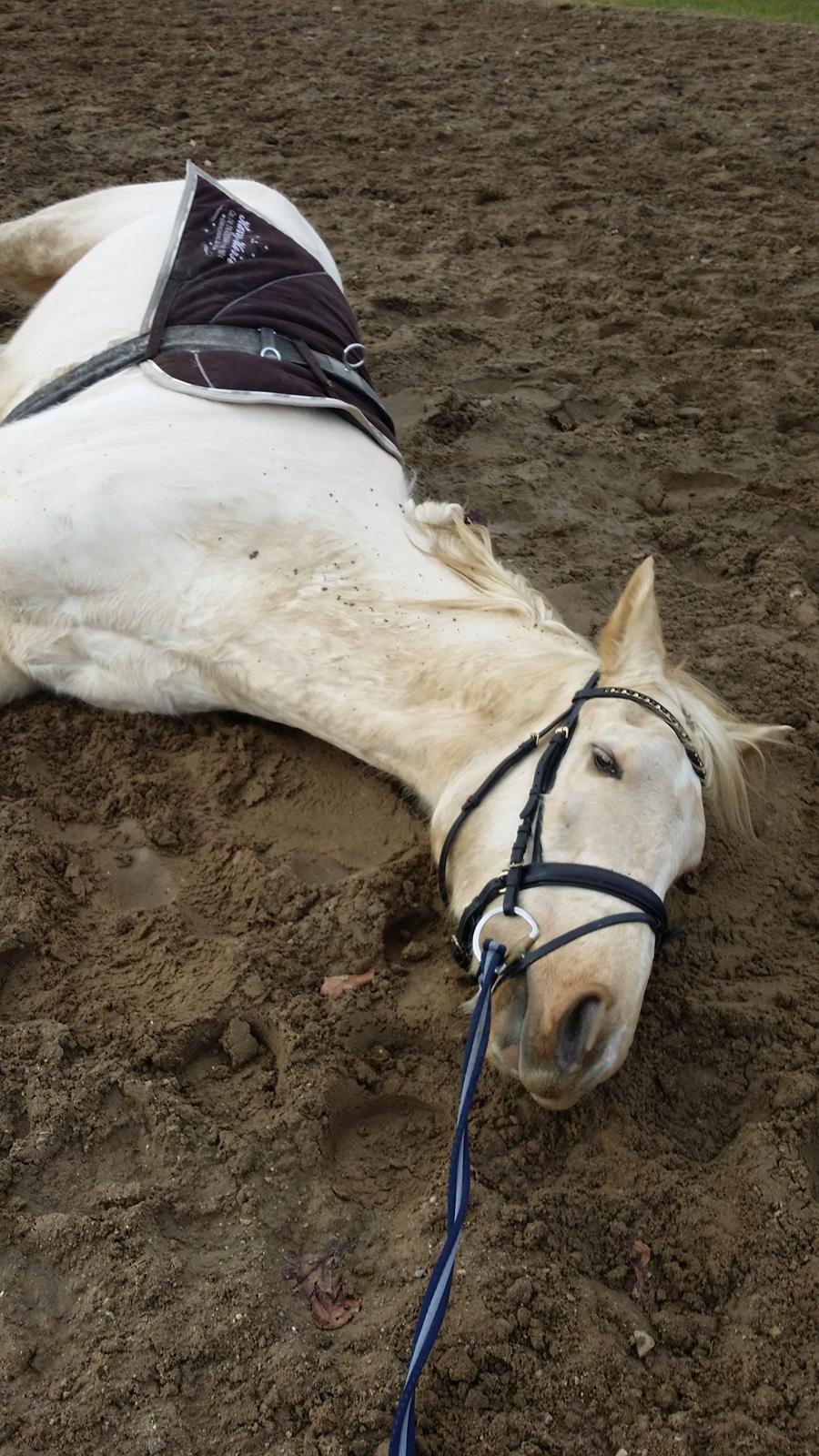 Palomino Rahbæks Noble Cortino R.I.P - Træning er hårdt.  billede 14