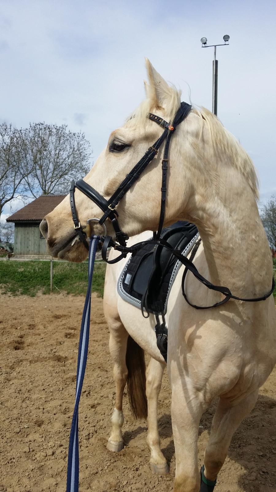 Palomino Rahbæks Noble Cortino R.I.P billede 15