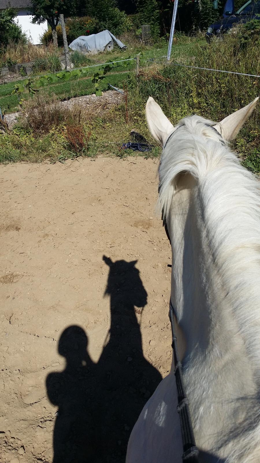 Palomino Rahbæks Noble Cortino R.I.P billede 20