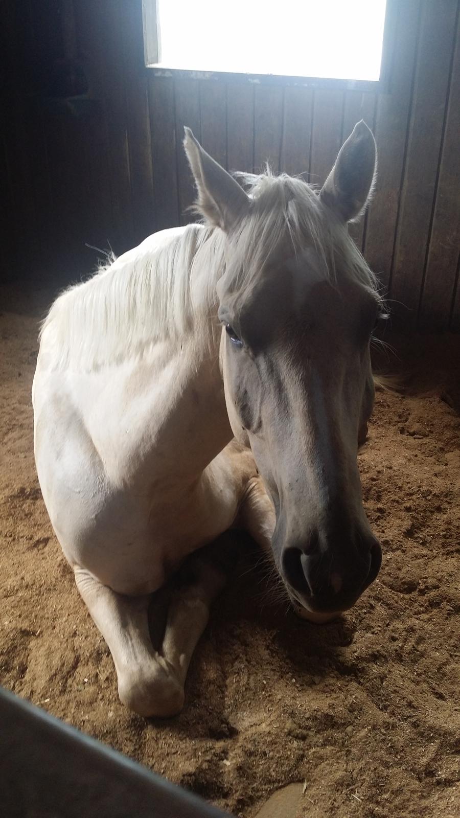 Palomino Rahbæks Noble Cortino R.I.P billede 17