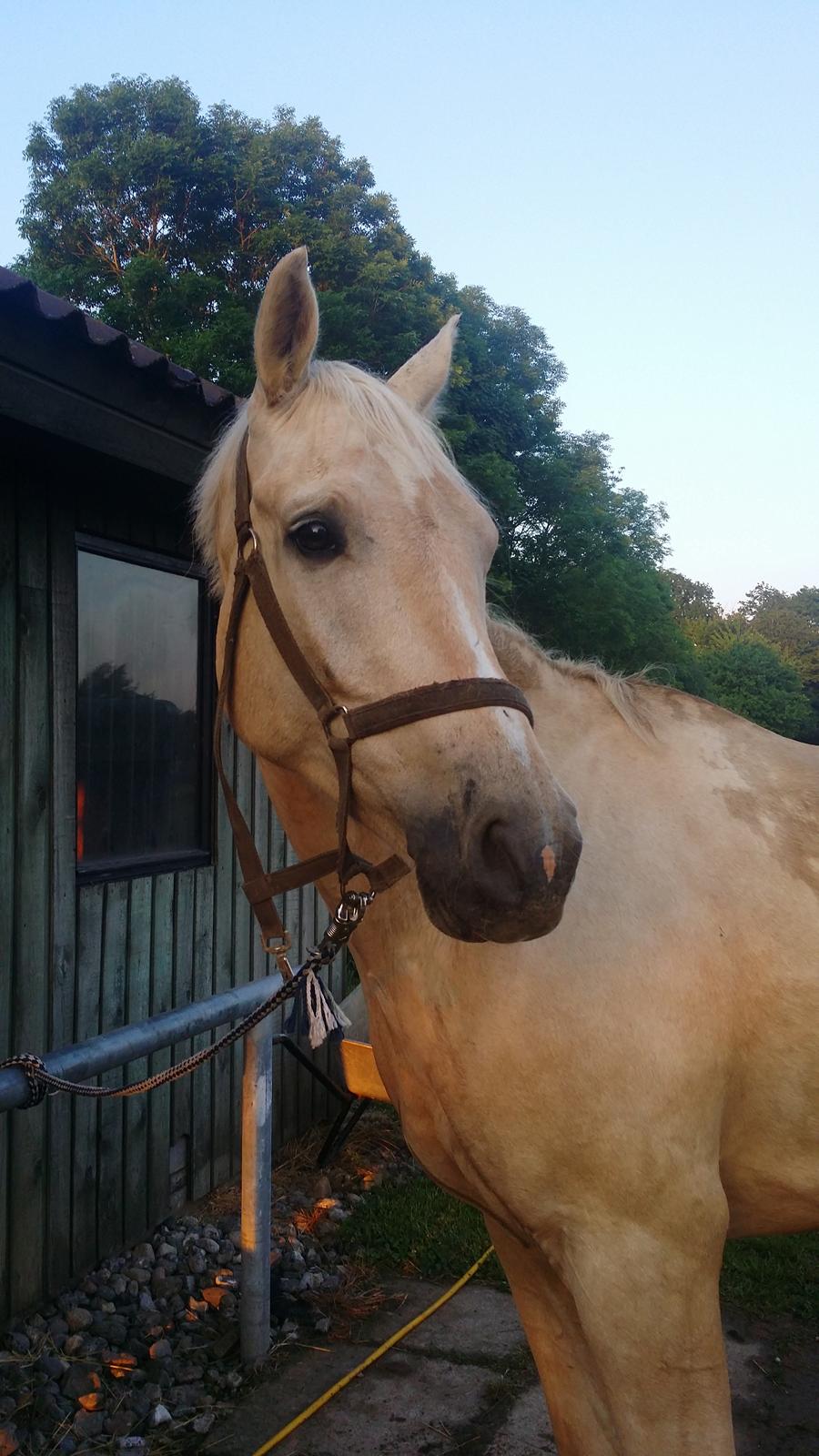 Palomino Rahbæks Noble Cortino R.I.P billede 2