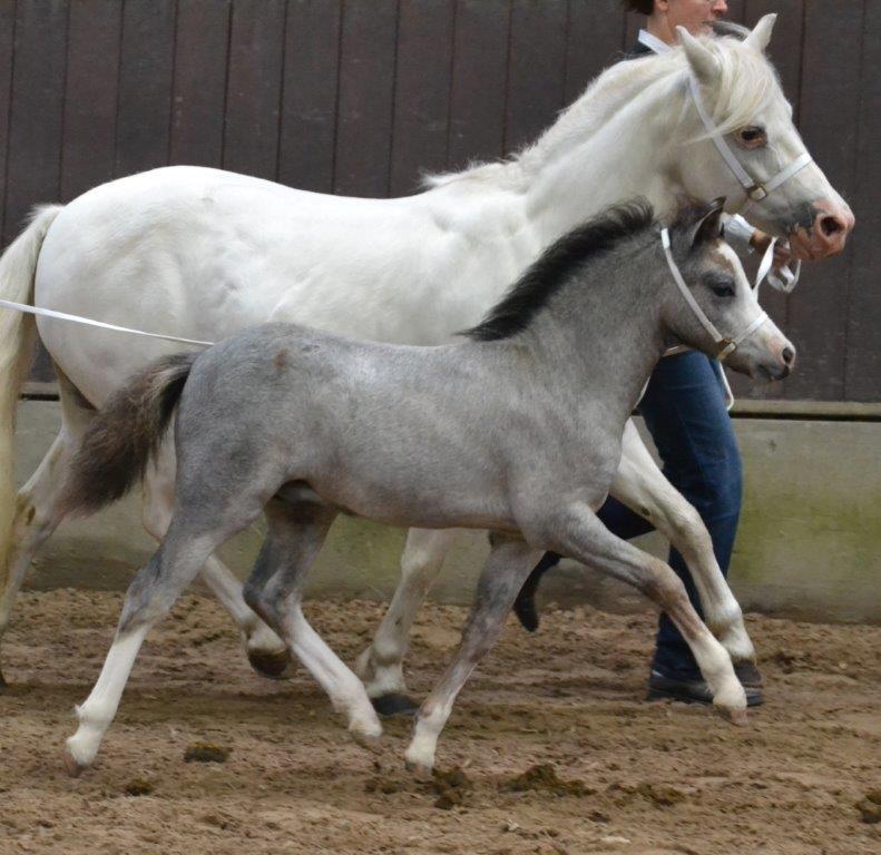 Welsh Mountain (sec A) Tanggård Caesar - Foto Zanne Jedig billede 11