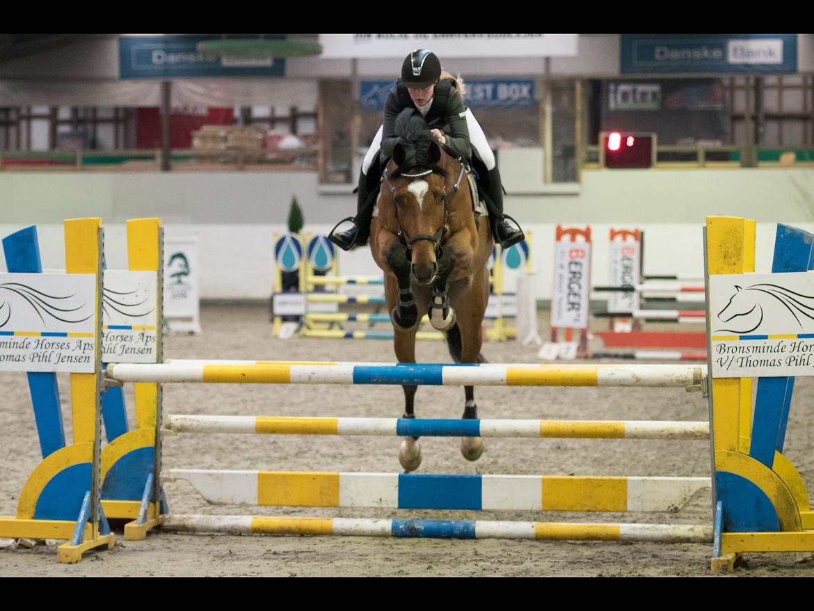 Anden særlig race Contador - Fredericia LB* billede 3