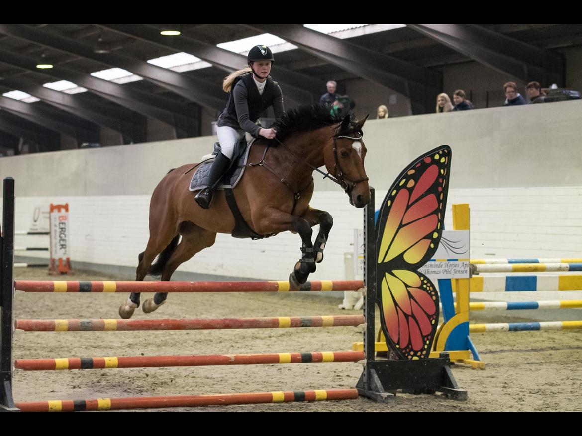 Anden særlig race Contador - Fredericia LB* billede 4