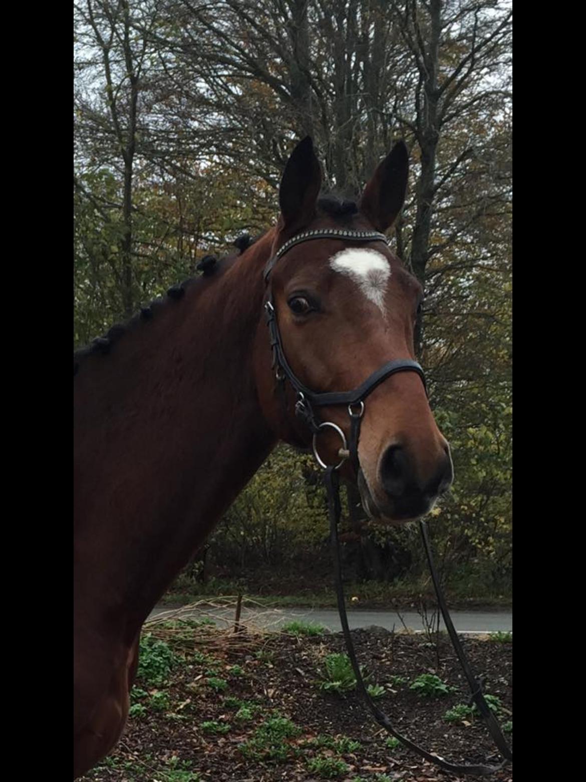 Anden særlig race Contador - Contador som 3års  billede 7