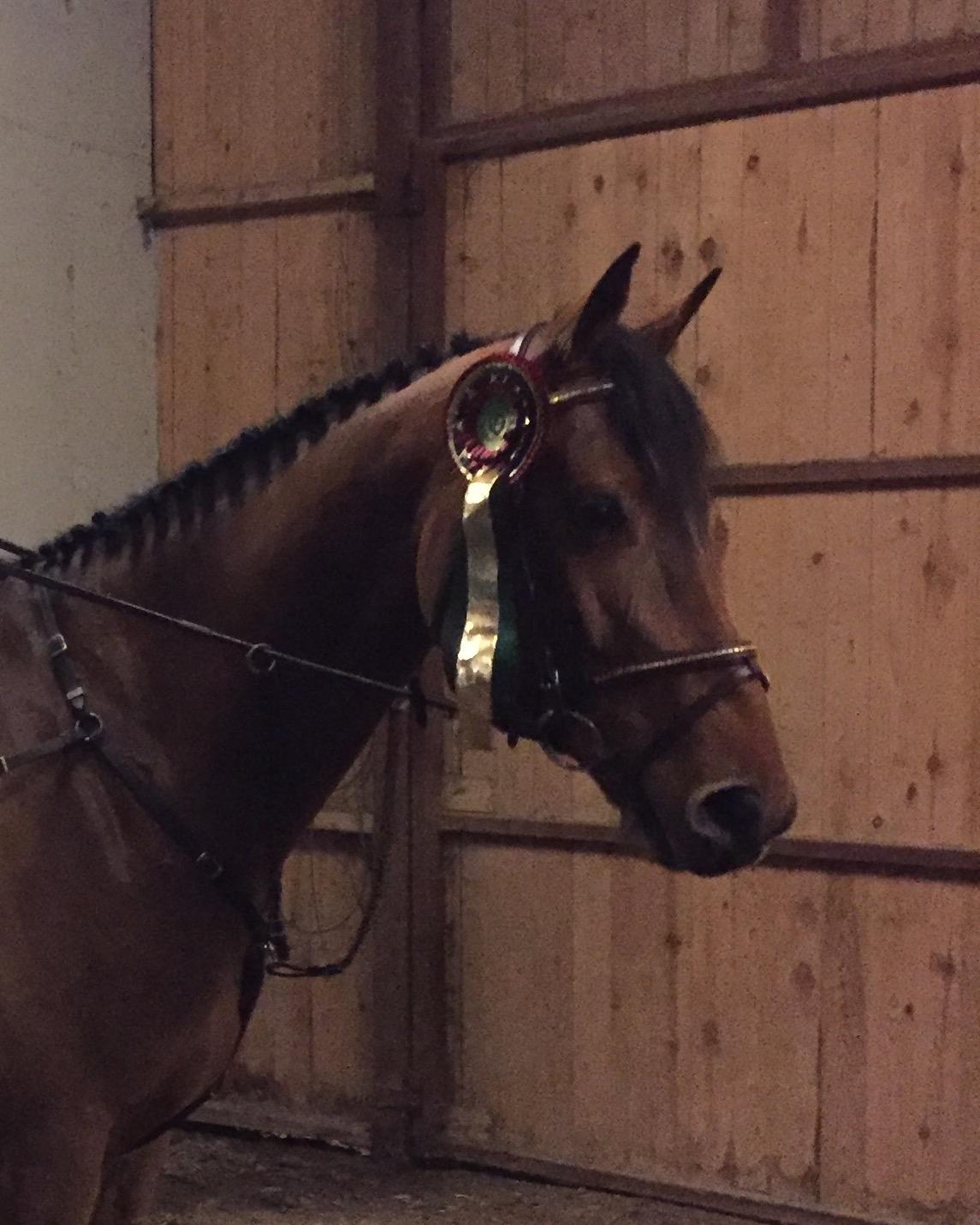 Anden særlig race Contador - Christmas Show Warm Up 17 plads i LB** billede 1