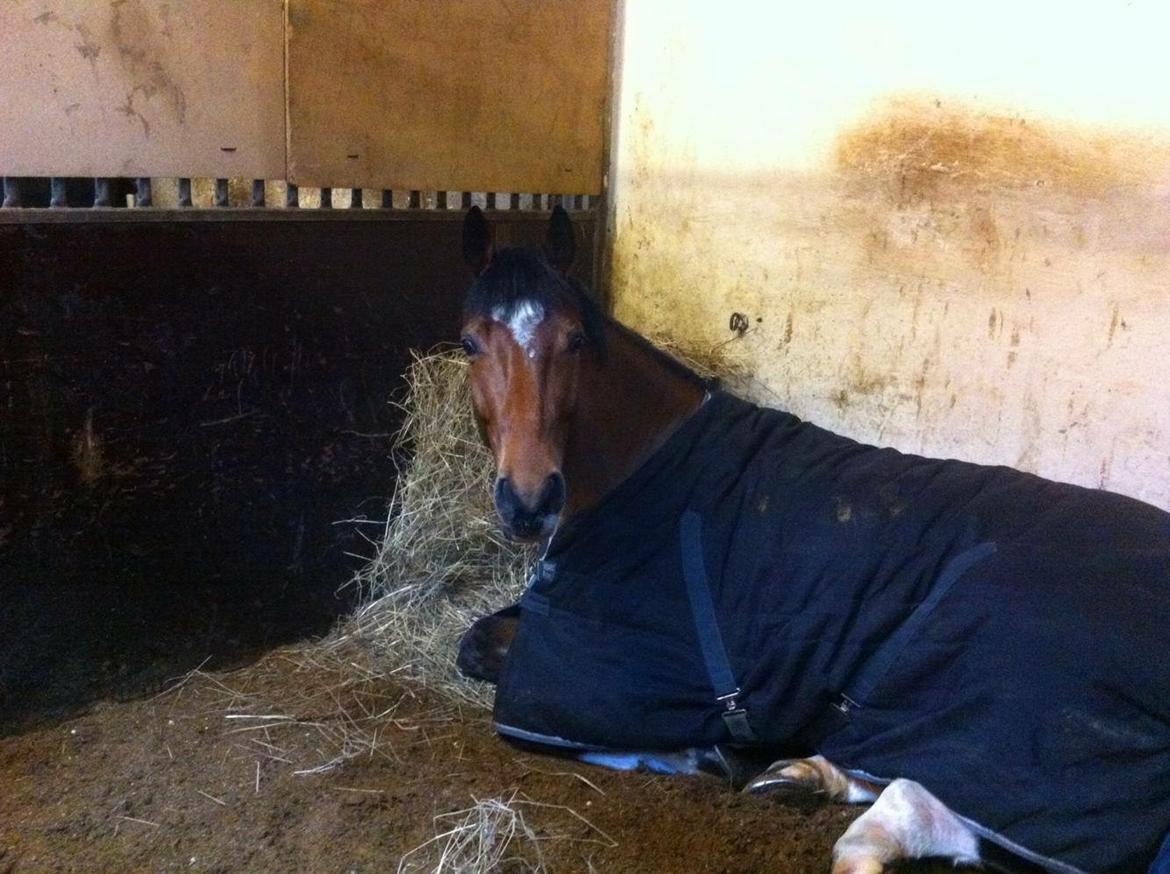 Anden særlig race Contador billede 8