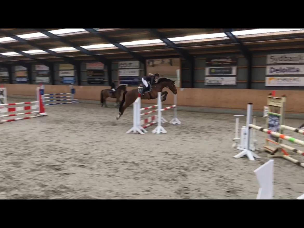 Anden særlig race Contador - Eor LB** billede 6