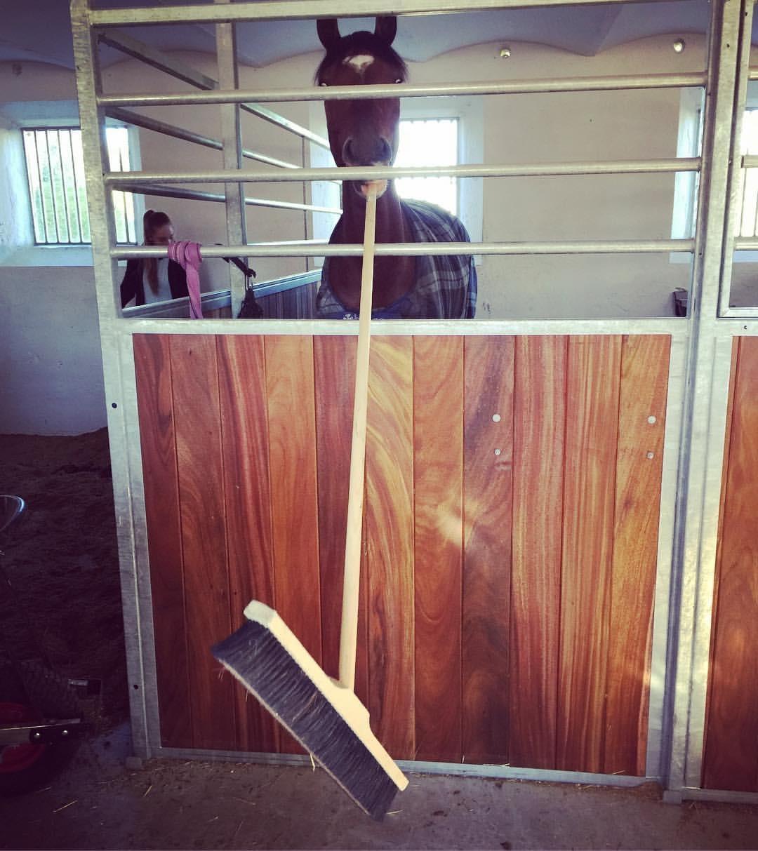 Anden særlig race Contador - Han elsker at hjælpe til i stalden  billede 14