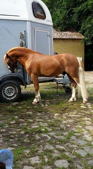 Welsh Mountain (sec A) Glebedale mario billede 1