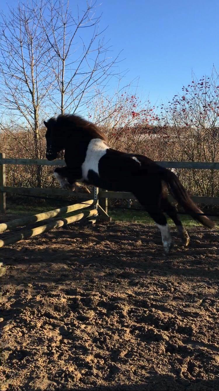 Islænder Ófeigur fra Bakkegården ll billede 9