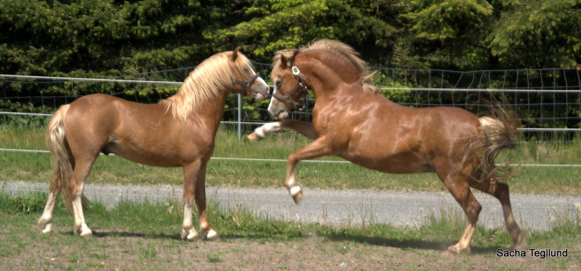 Welsh Mountain (sec A) Glebedale mario billede 3