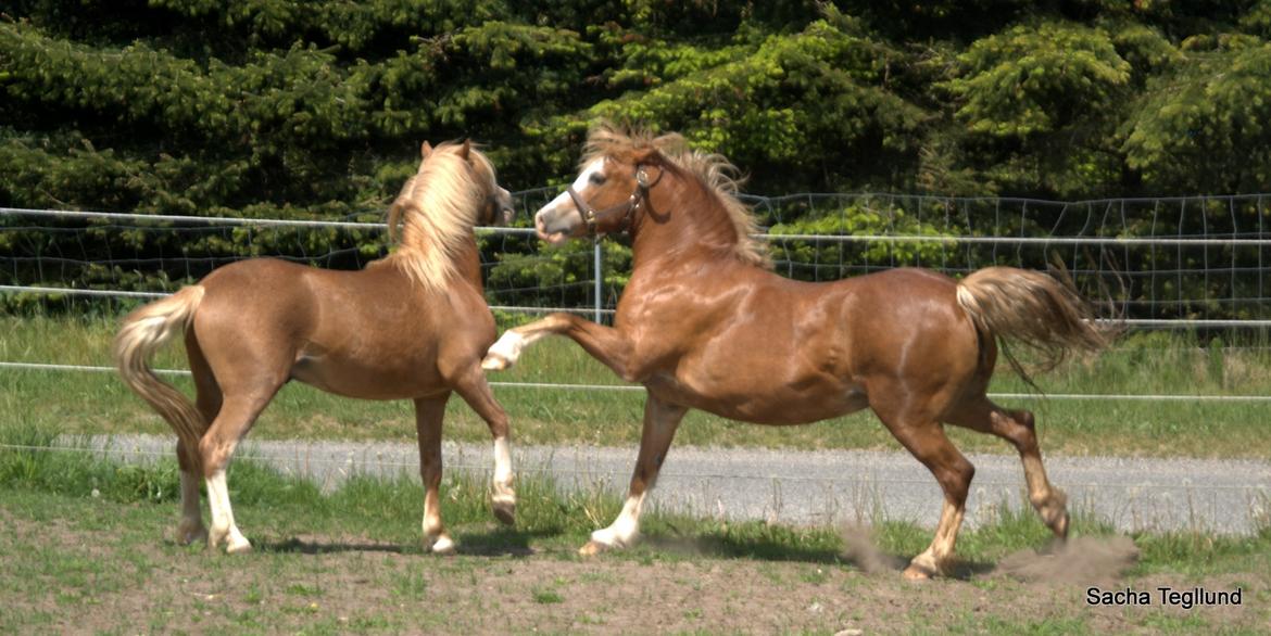 Welsh Mountain (sec A) Glebedale mario billede 4
