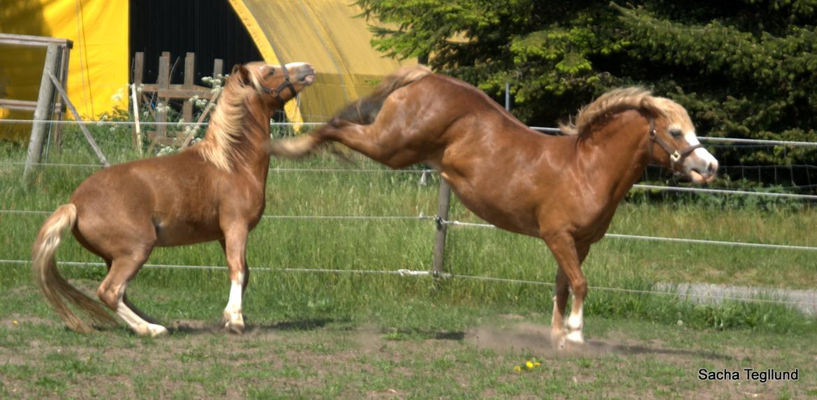 Welsh Mountain (sec A) Glebedale mario billede 5