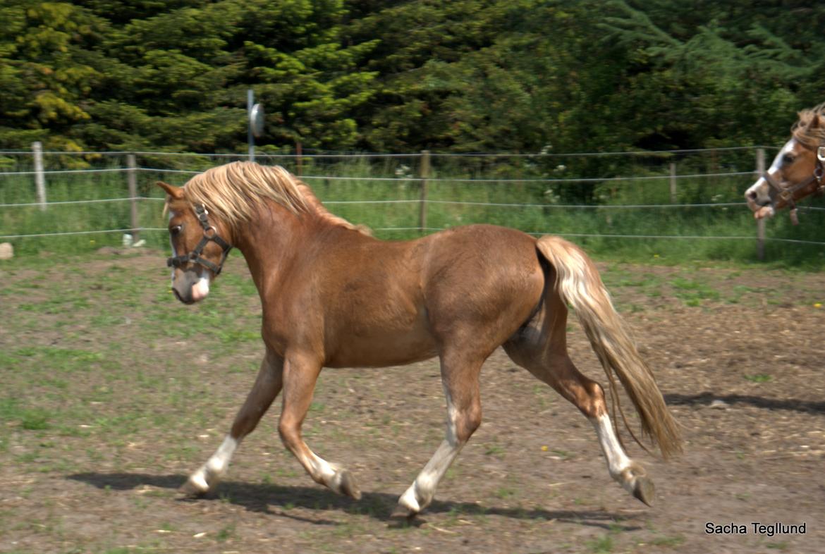 Welsh Mountain (sec A) Glebedale mario billede 8