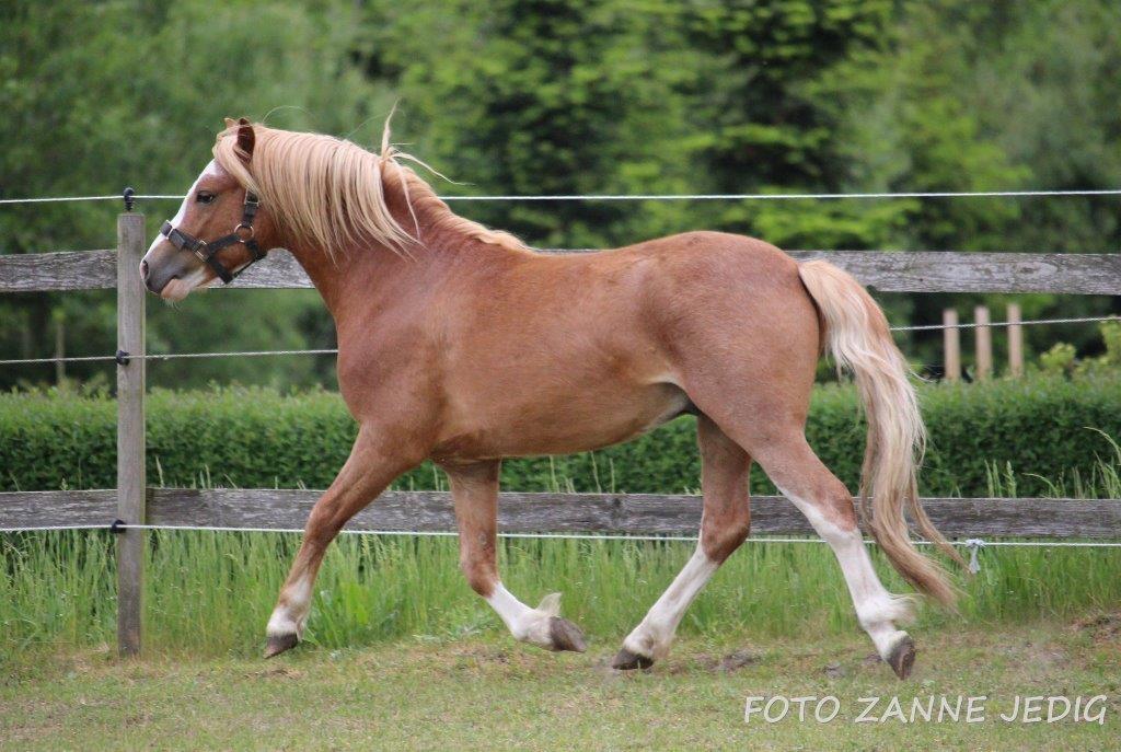 Welsh Mountain (sec A) Glebedale mario billede 13