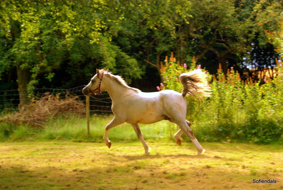 Welsh Mountain (sec A) Tollgate Charlie-Farley billede 3