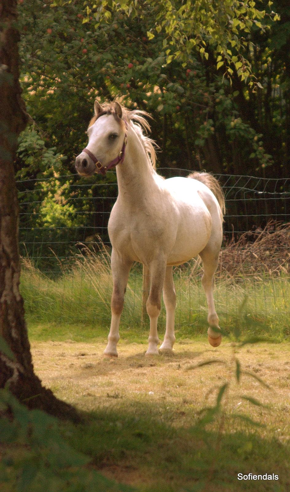 Welsh Mountain (sec A) Tollgate Charlie-Farley billede 4