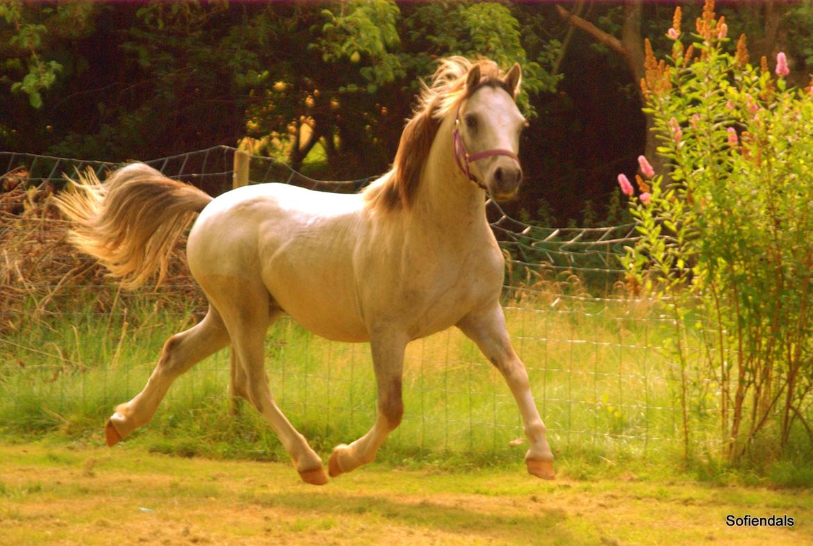 Welsh Mountain (sec A) Tollgate Charlie-Farley billede 5