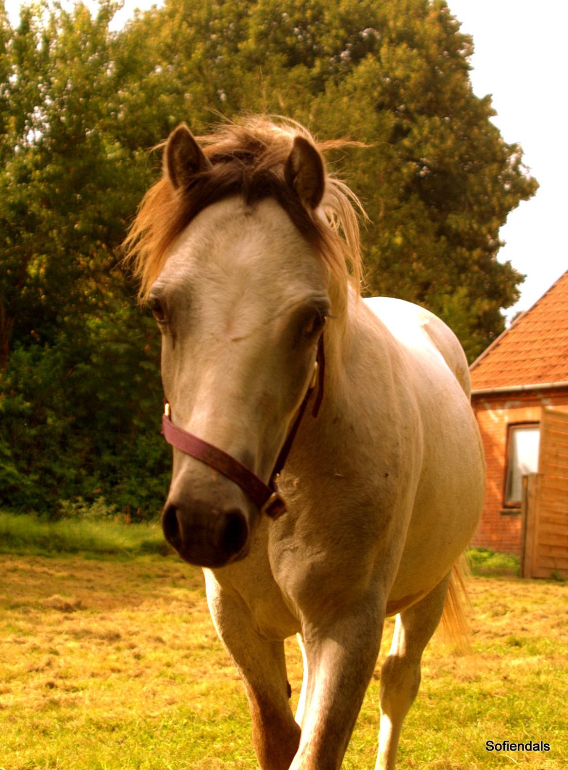 Welsh Mountain (sec A) Tollgate Charlie-Farley billede 6
