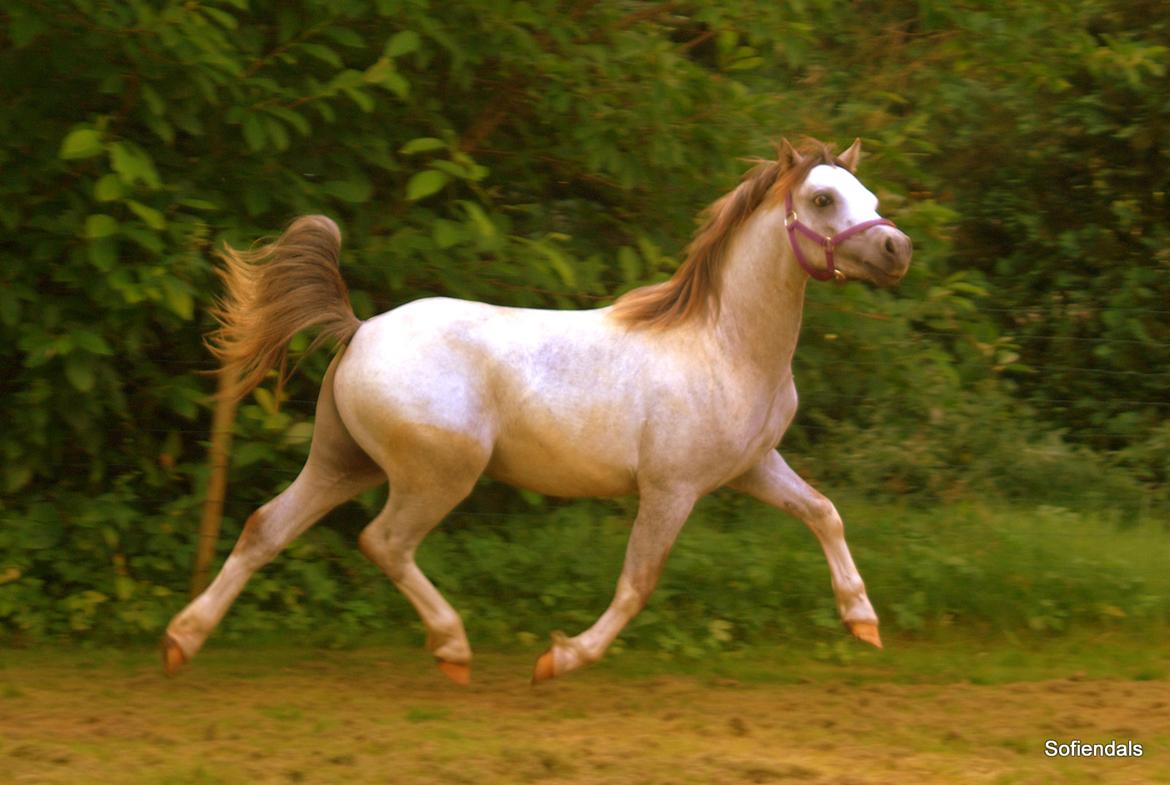 Welsh Mountain (sec A) Tollgate Charlie-Farley billede 2