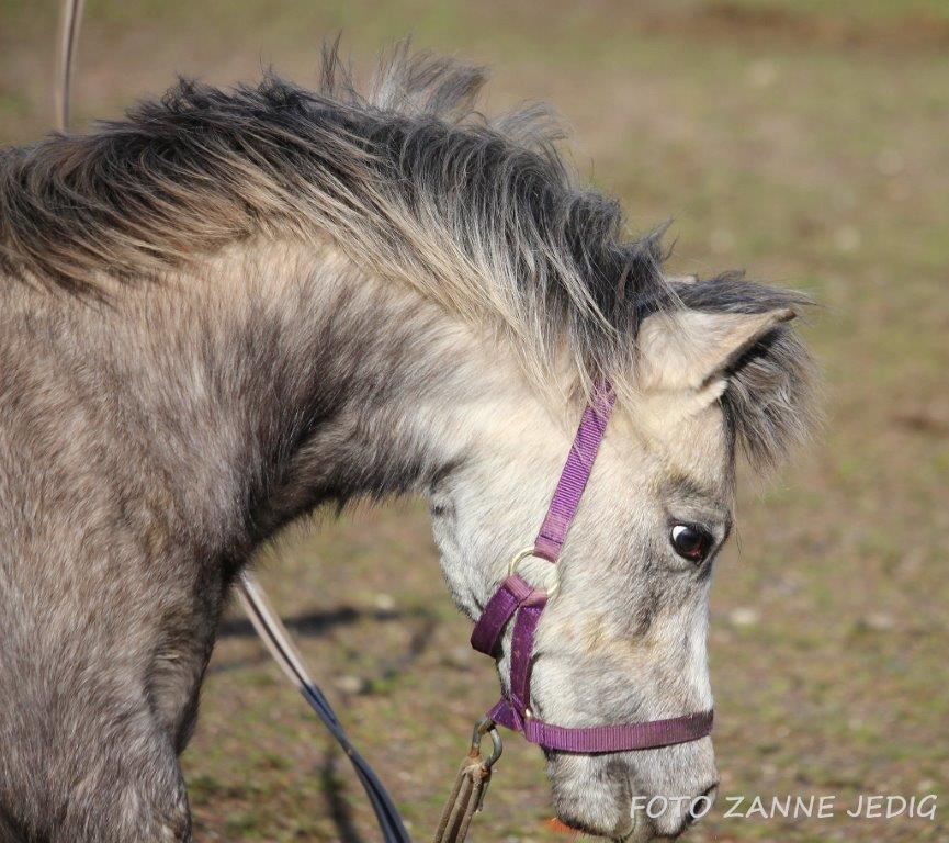 Welsh Mountain (sec A) Tollgate Charlie-Farley billede 7