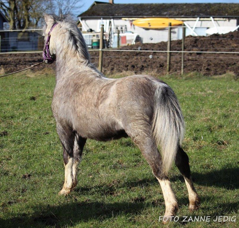 Welsh Mountain (sec A) Tollgate Charlie-Farley billede 8
