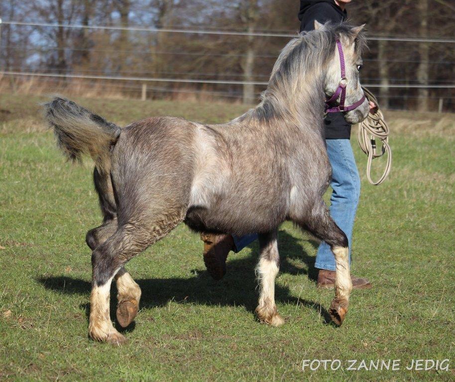 Welsh Mountain (sec A) Tollgate Charlie-Farley billede 9