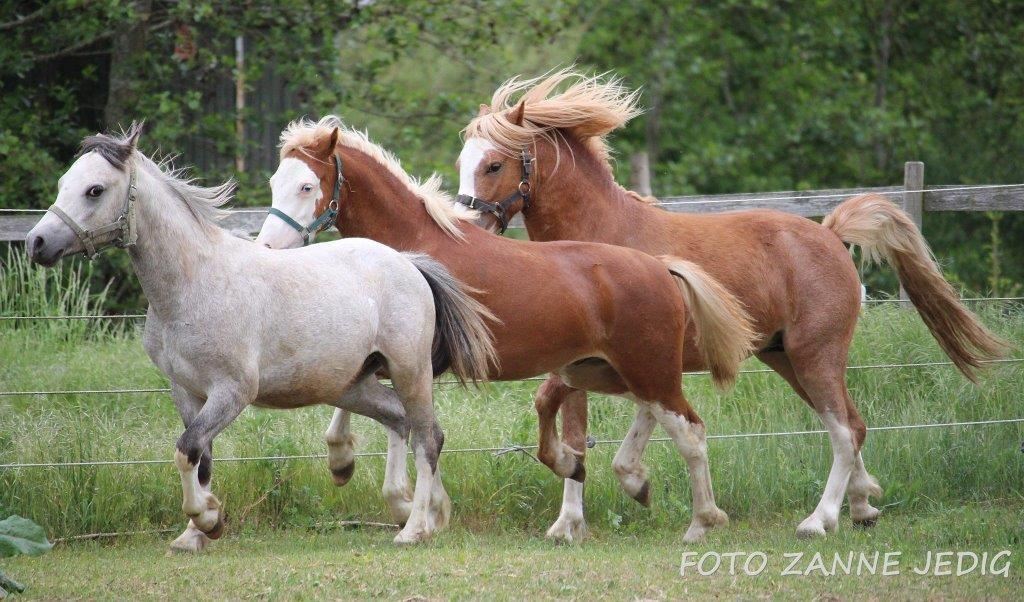 Welsh Mountain (sec A) Tollgate Charlie-Farley billede 10