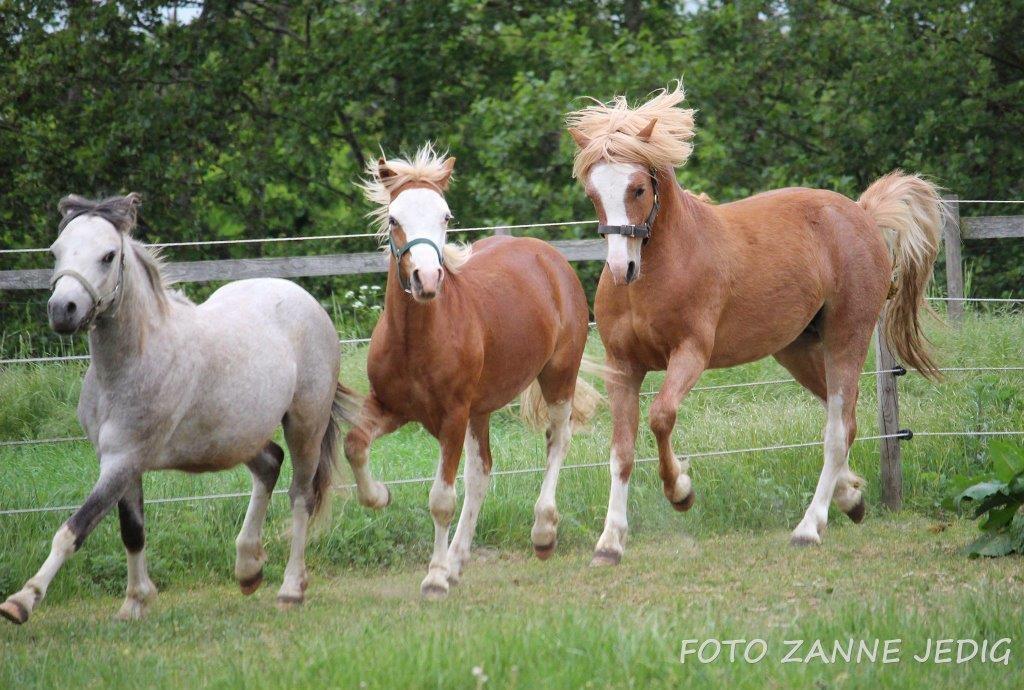 Welsh Mountain (sec A) Tollgate Charlie-Farley billede 11