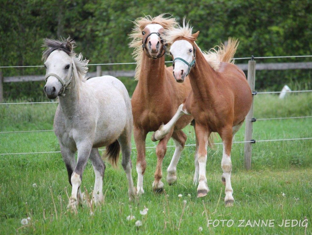Welsh Mountain (sec A) Tollgate Charlie-Farley billede 12