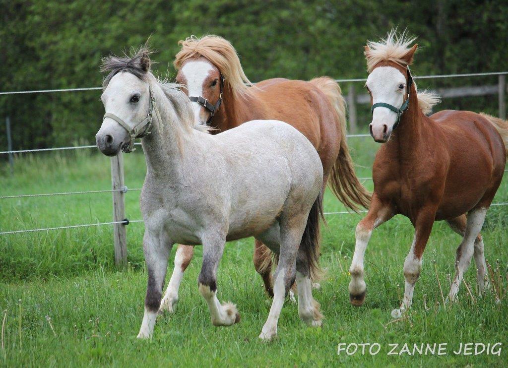 Welsh Mountain (sec A) Tollgate Charlie-Farley billede 13