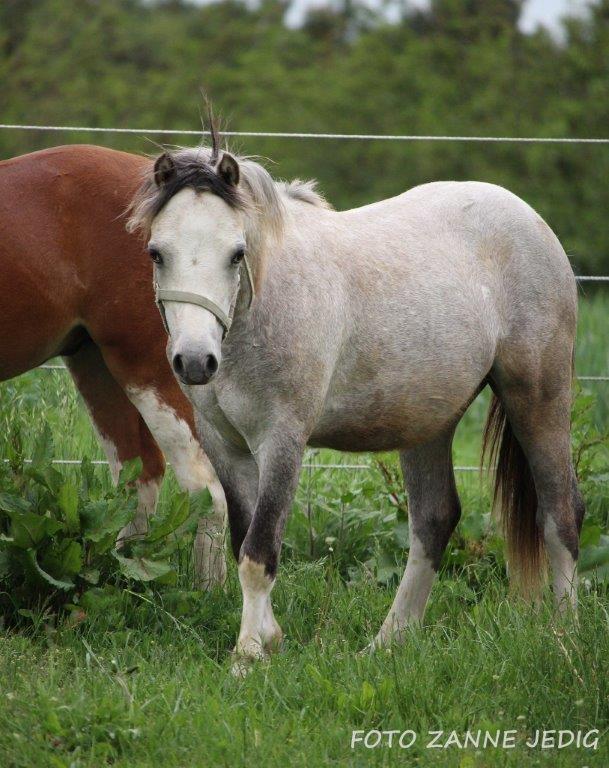 Welsh Mountain (sec A) Tollgate Charlie-Farley billede 15