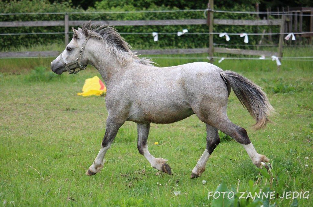 Welsh Mountain (sec A) Tollgate Charlie-Farley billede 14