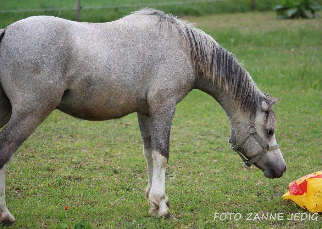 Welsh Mountain (sec A) Tollgate Charlie-Farley billede 1