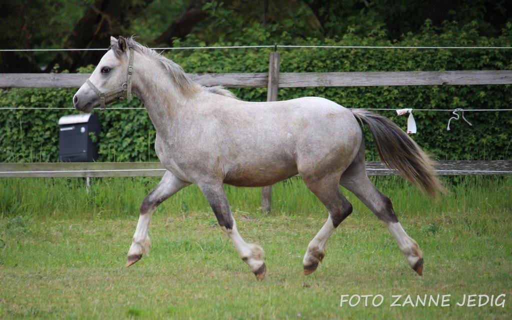 Welsh Mountain (sec A) Tollgate Charlie-Farley billede 16