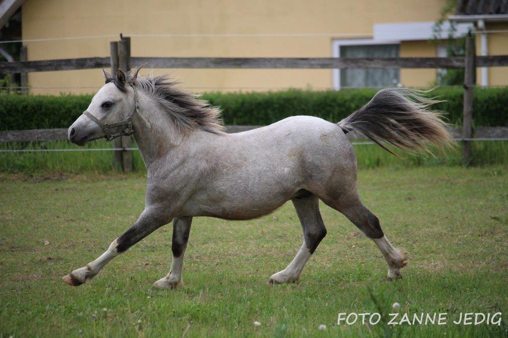 Welsh Mountain (sec A) Tollgate Charlie-Farley billede 17